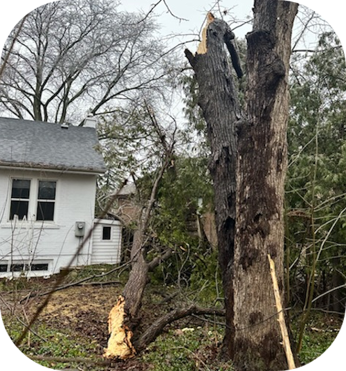 Rotting Trees Aftermath